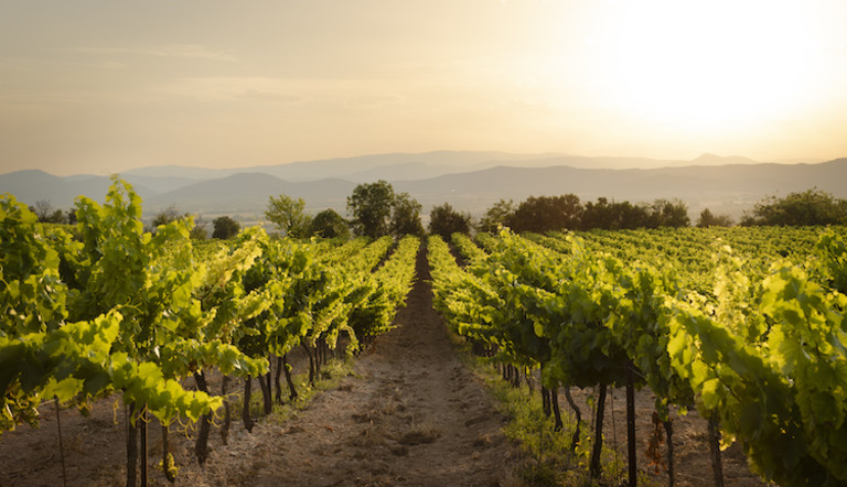 vite-vigneto-viticoltura-vitivinicoltura enovitis adama