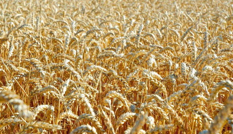 grano tenero adama