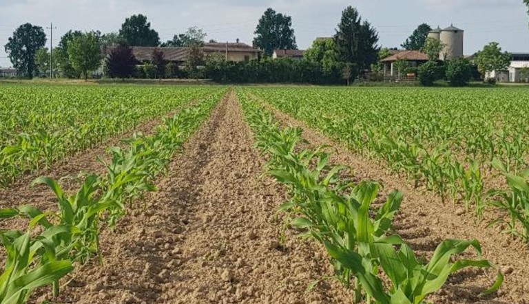 Schermo 0.5 G agisce per contatto, ingestione e repellenza sugli insetti target - Fonte foto: Adama