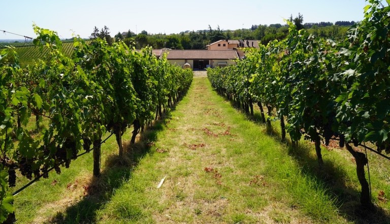 vigneto vitigno vite sangiovese integrato Adama Mavrik Smart