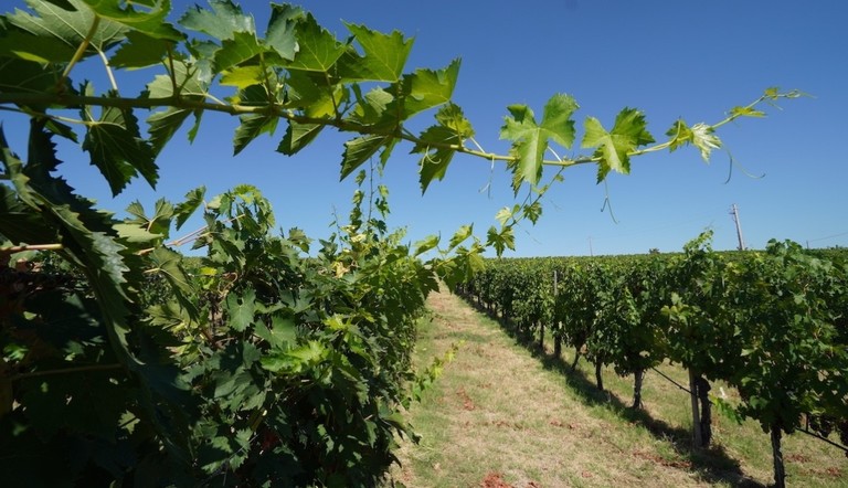 Adama sarà partner di FederBio Servizi che organizza Enovitis in Campo Bio, una sezione interamente dedicata al mondo della viticoltura biologica (Foto di archivio) - Fonte foto: © Agronotizie