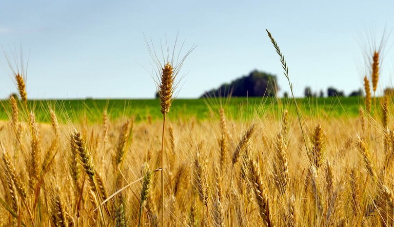 campo agricoltura frumento grano cereali Stopper P Adama Italia © Emoji Smileys People - Adobe Stock
