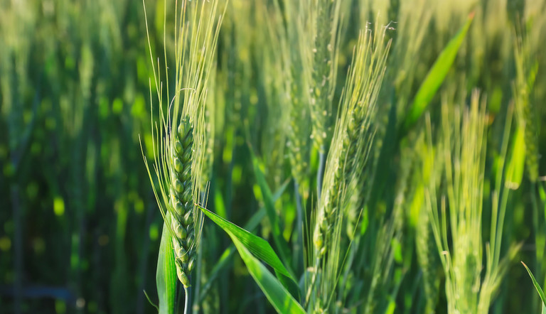 spighe grano verdi Adama Italia Linea Cereali