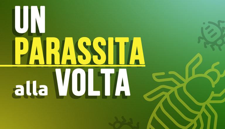 parassita alla volta fonte agronotizie