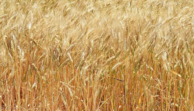 grano frumento Adama