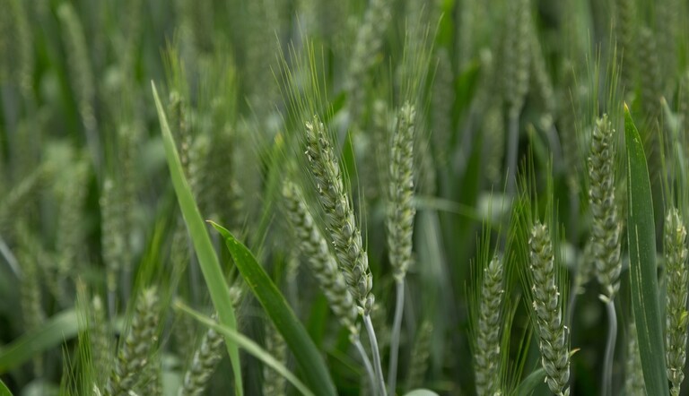spiga verde Edaptis