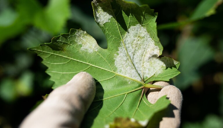 Peronospora della vite