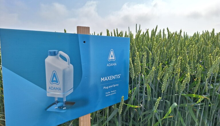 MAXENTIS