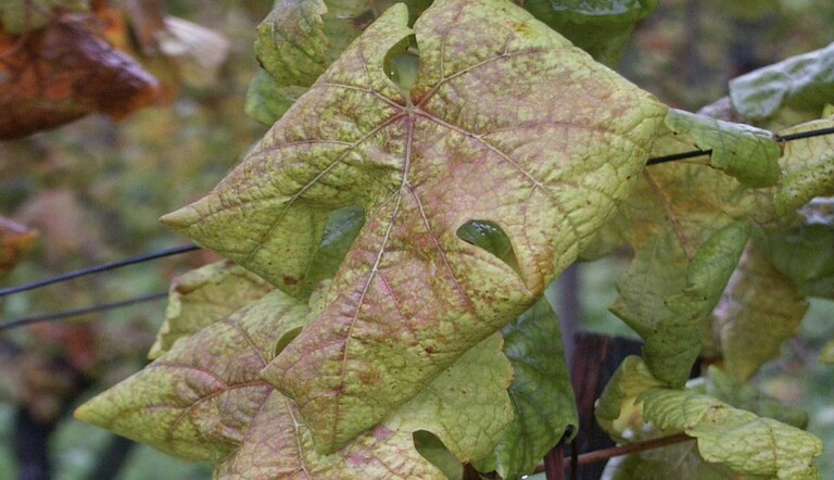 flavescenza-dorata