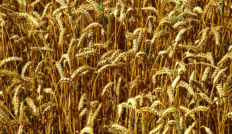 Wheat