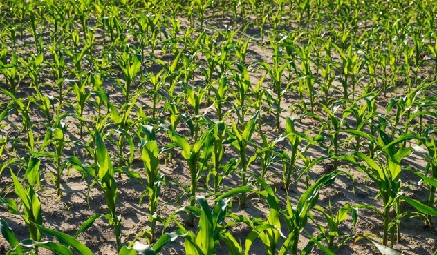 Piante infestanti del mais ADAMA