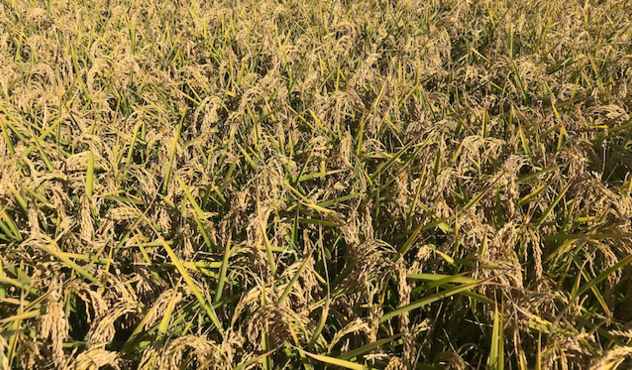 IBRIDO FULL-PAGE riso