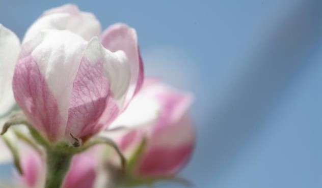 Mele del Trentino fiore ADAMA