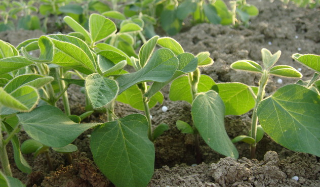 Come coltivare la soia con successo ADAMA