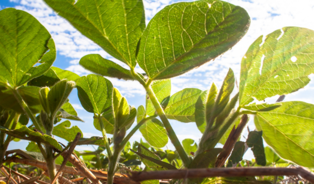 Come contenere le malerbe nella soia