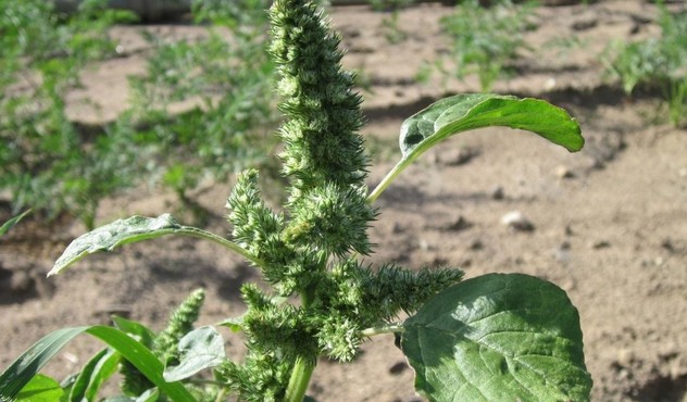 Contrastare le infestanti della pianta di soia con i prodotti Adama ADAMA