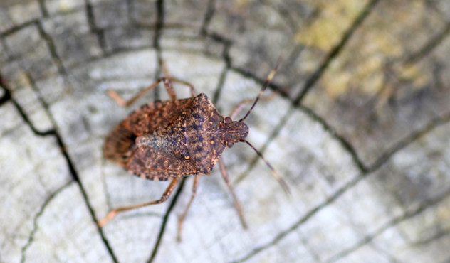 Cimice Asiatica ADAMA come riconoscerla e quali danni provoca