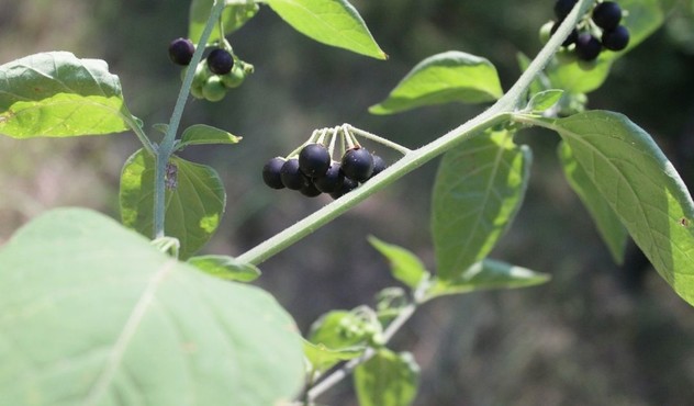 Le infestanti del pomodoro. Adama contro erba morella