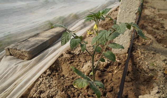pomodoro ciliegino pomodori ortaggi orticole serra adama