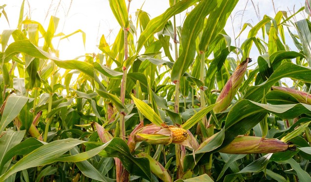 Pannocchie di mais Adama