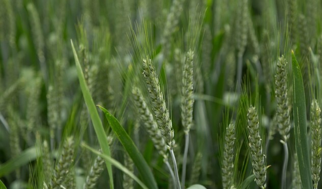spiga verde Edaptis