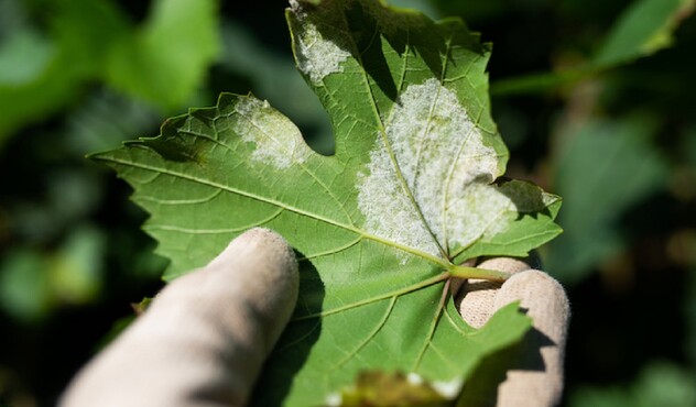 Peronospora della vite