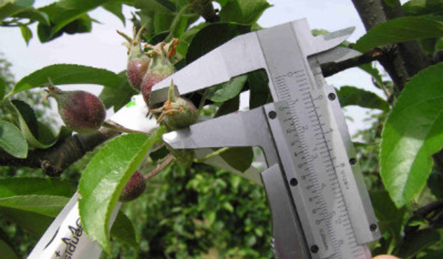 Misurazioni Frutta agricoltore Adama Italia Ottima Qualità