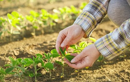 Hands with Soybean Plant - Exelgrow