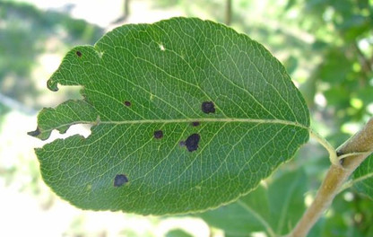 MOFU - Ticchiolatura e maculatura bruna ADAMA