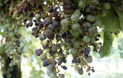 Peronospora della vite ADAMA