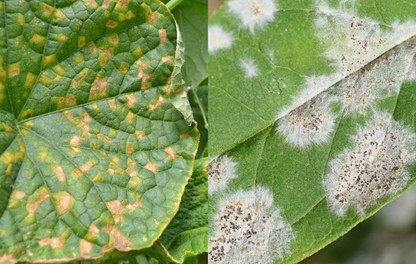 Peronospora ADAMA