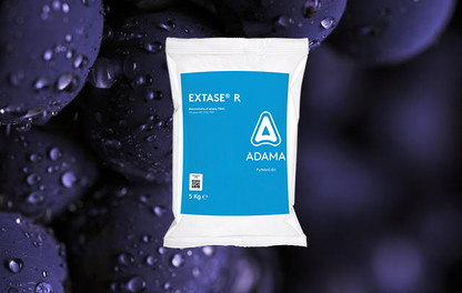 Vite Extase R
