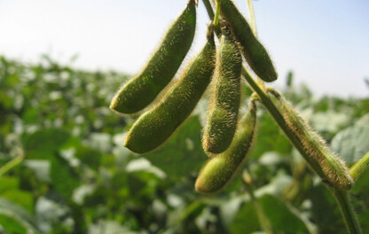 Soybeans