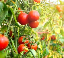 Linea Pomodoro Adama Italia