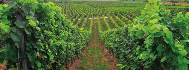 Enovitis in campo 2023 Franciacorta