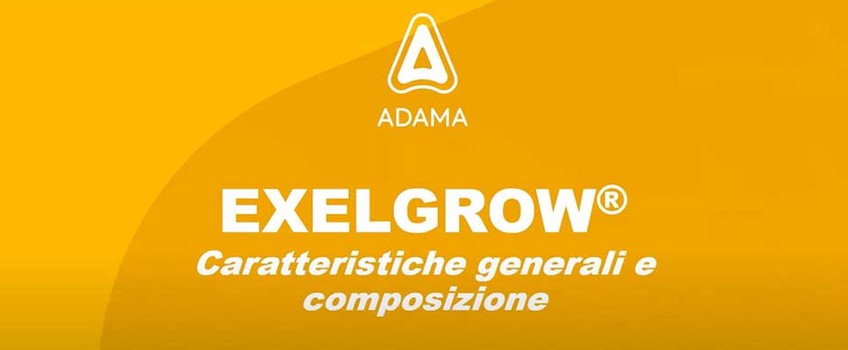 Webinar EXELGROW