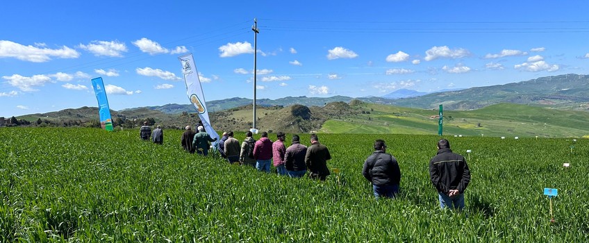 Prove diserbo grano Adama Italia