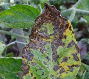 Alternaria pomodoro