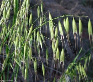 Avena Fatua