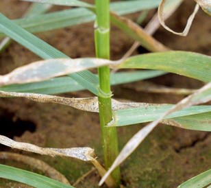 Infezione da septoria ADAMA