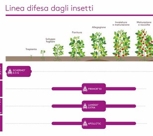 Linea tecnica insetti pomodoro Adama