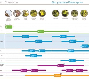 alta pressione peronospora vite ADAMA