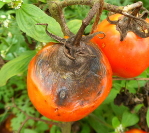 alternaria pomodoro Adama