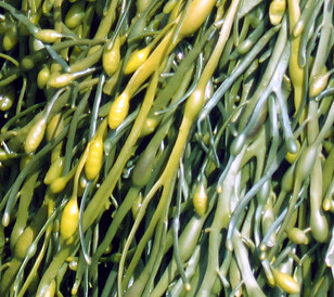 Ascophyllum nodosum