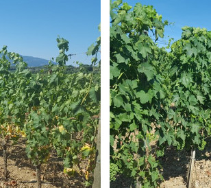 Vigneto prima e dopo Exelgrow ADAMA Italia
