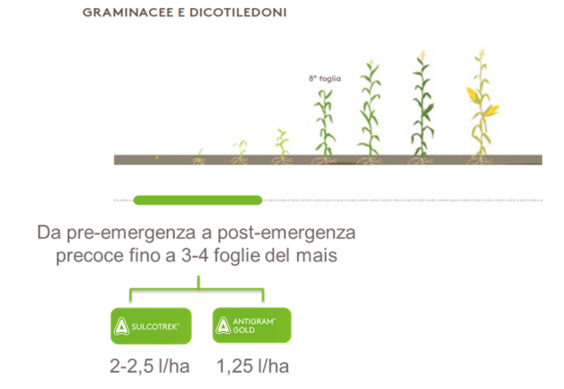 Applicazioni mais