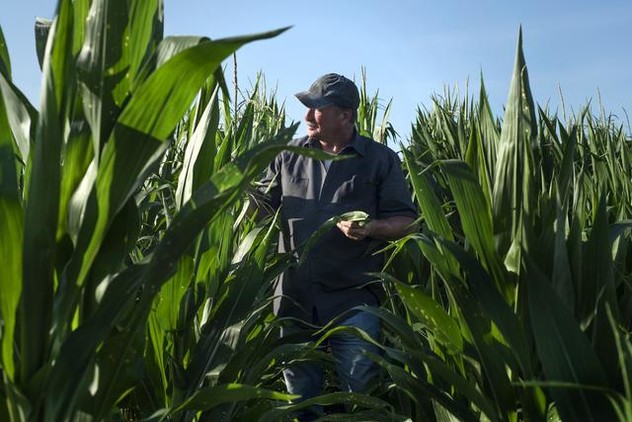 Agricoltore in un campo di mais Adama