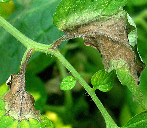 Peronospora del pomodoro (Phytophthora infestans) Adama Italia