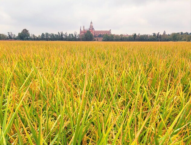 Rice Field