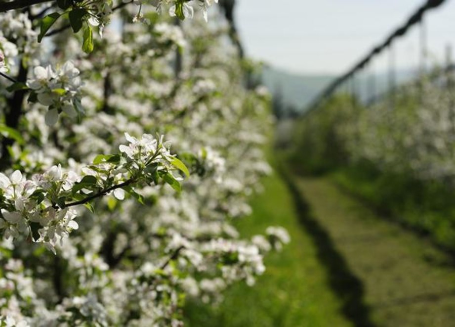 Brevis - apple tree